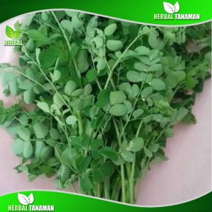 Daun Kelor