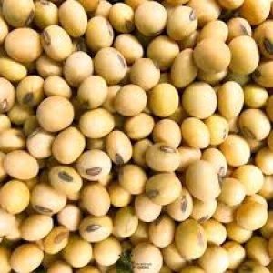 Kacang Kedelai